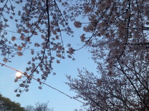 夜桜・・・